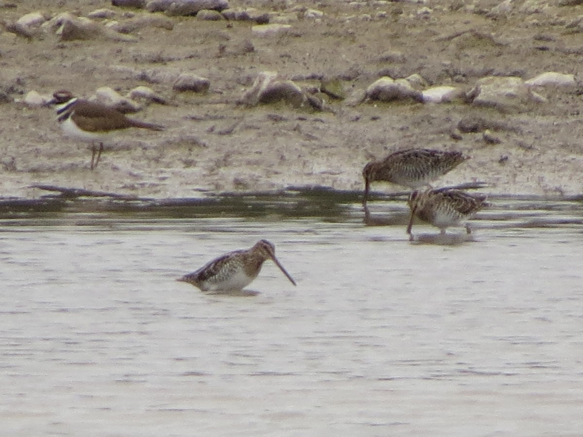 Wilson's Snipe - ML646028056