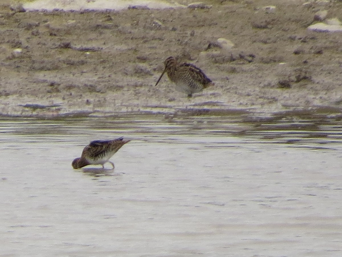 Wilson's Snipe - ML646028057