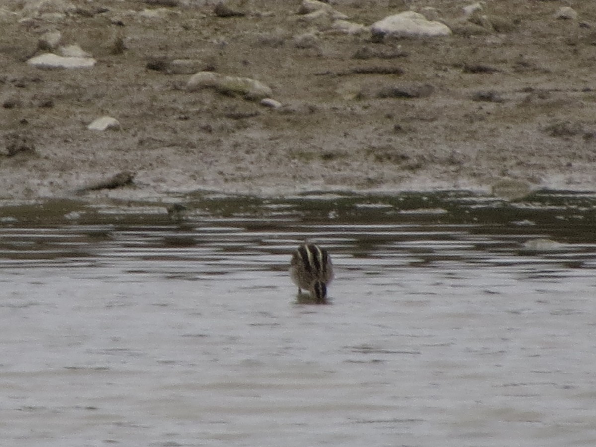 Wilson's Snipe - ML646028058