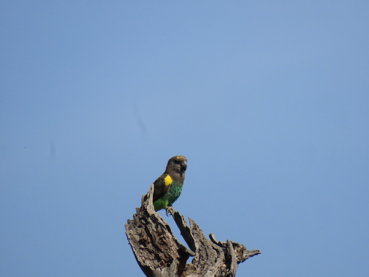 Meyer's Parrot - ML646028059