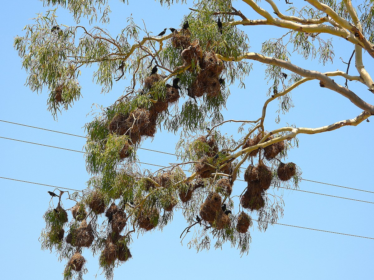 špaček lesklý - ML646028061