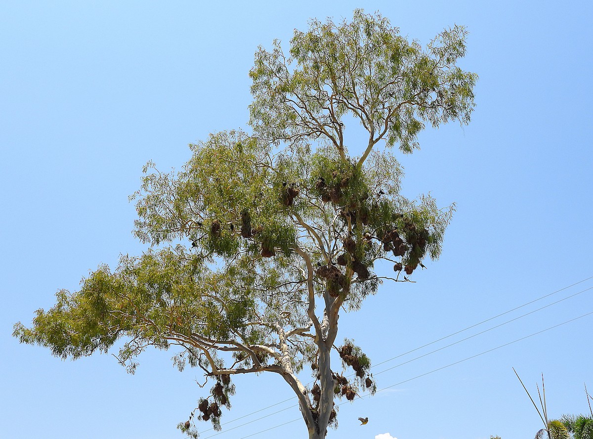 špaček lesklý - ML646028063