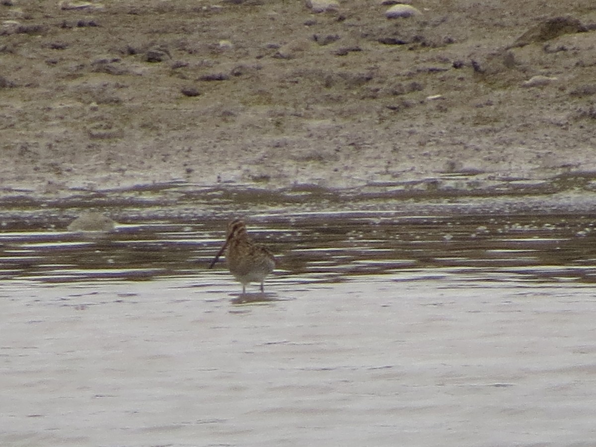 Wilson's Snipe - ML646028072