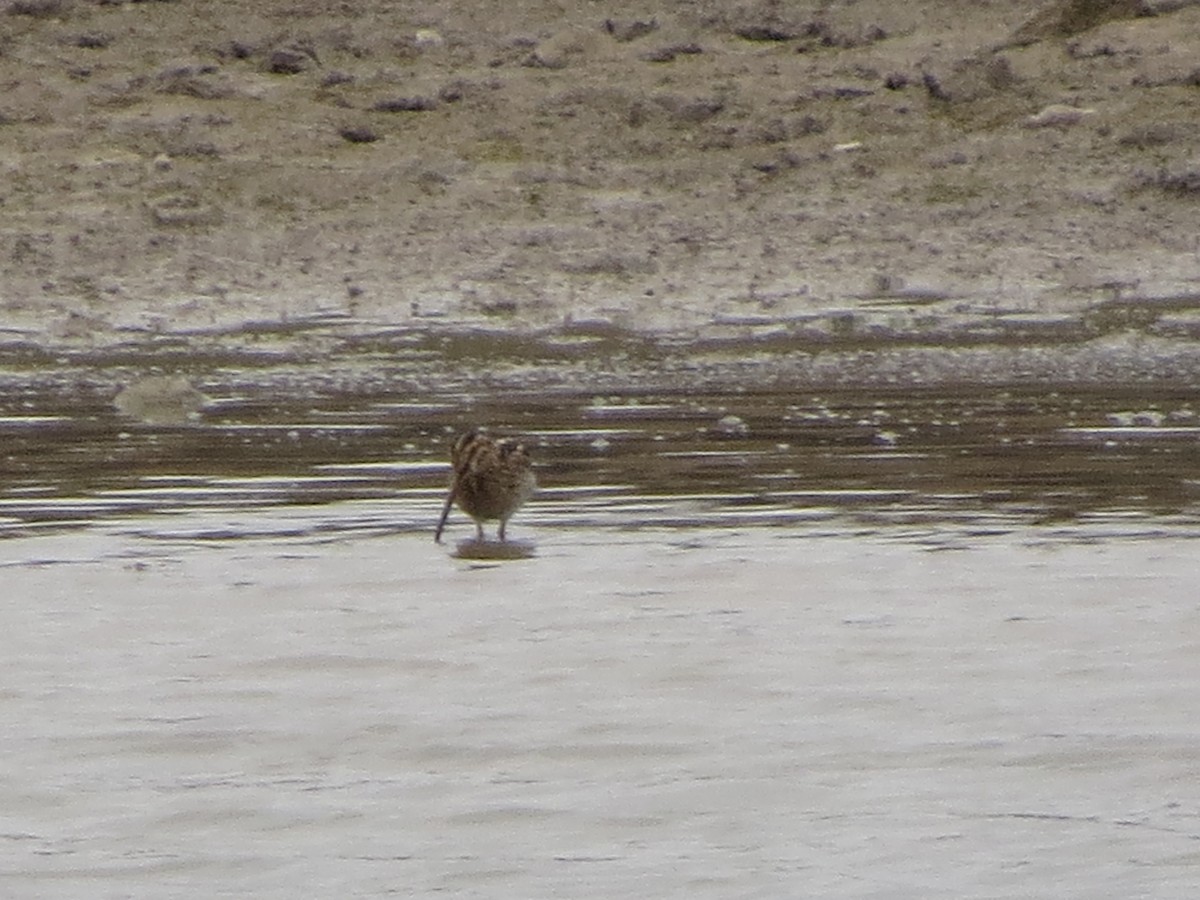 Wilson's Snipe - ML646028073