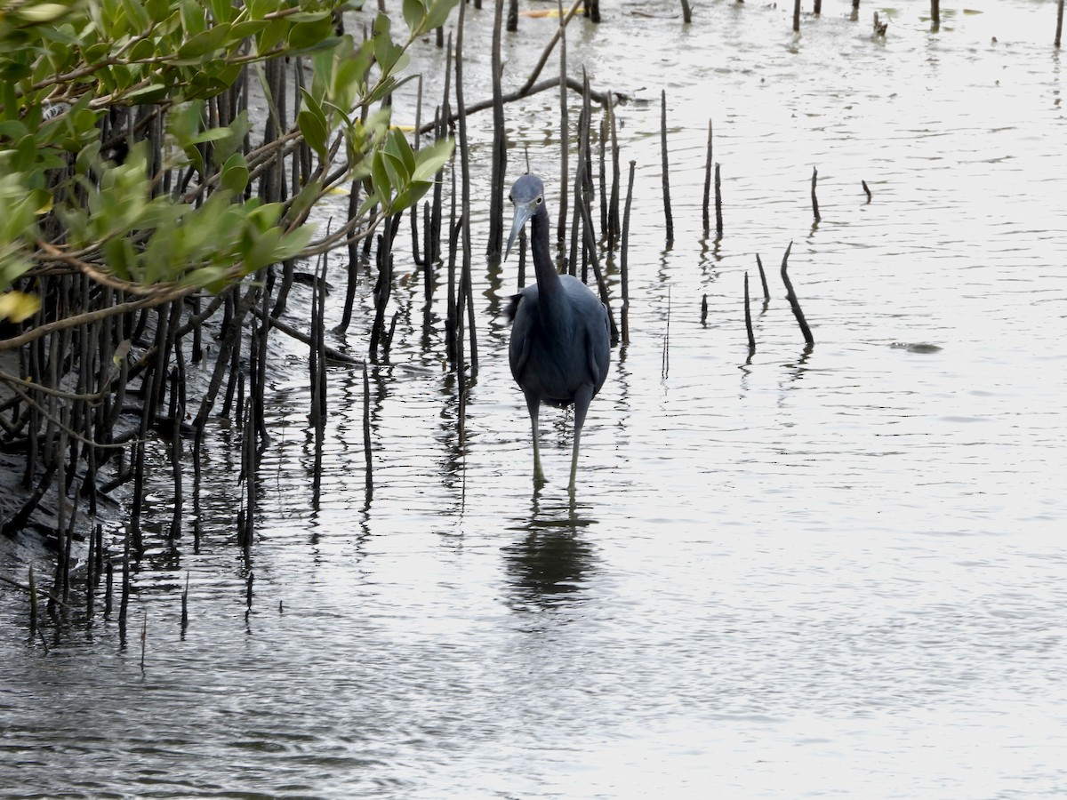 Little Blue Heron - ML646028078