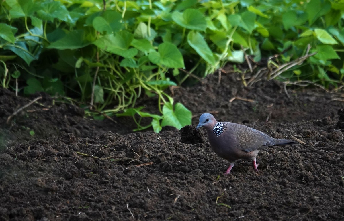 カノコバト - ML646028082