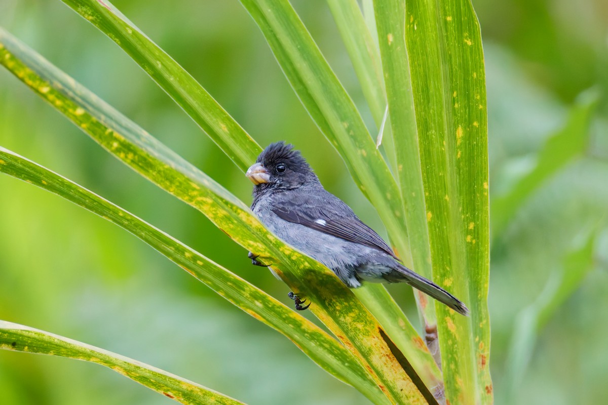 Gray Seedeater - ML646028083