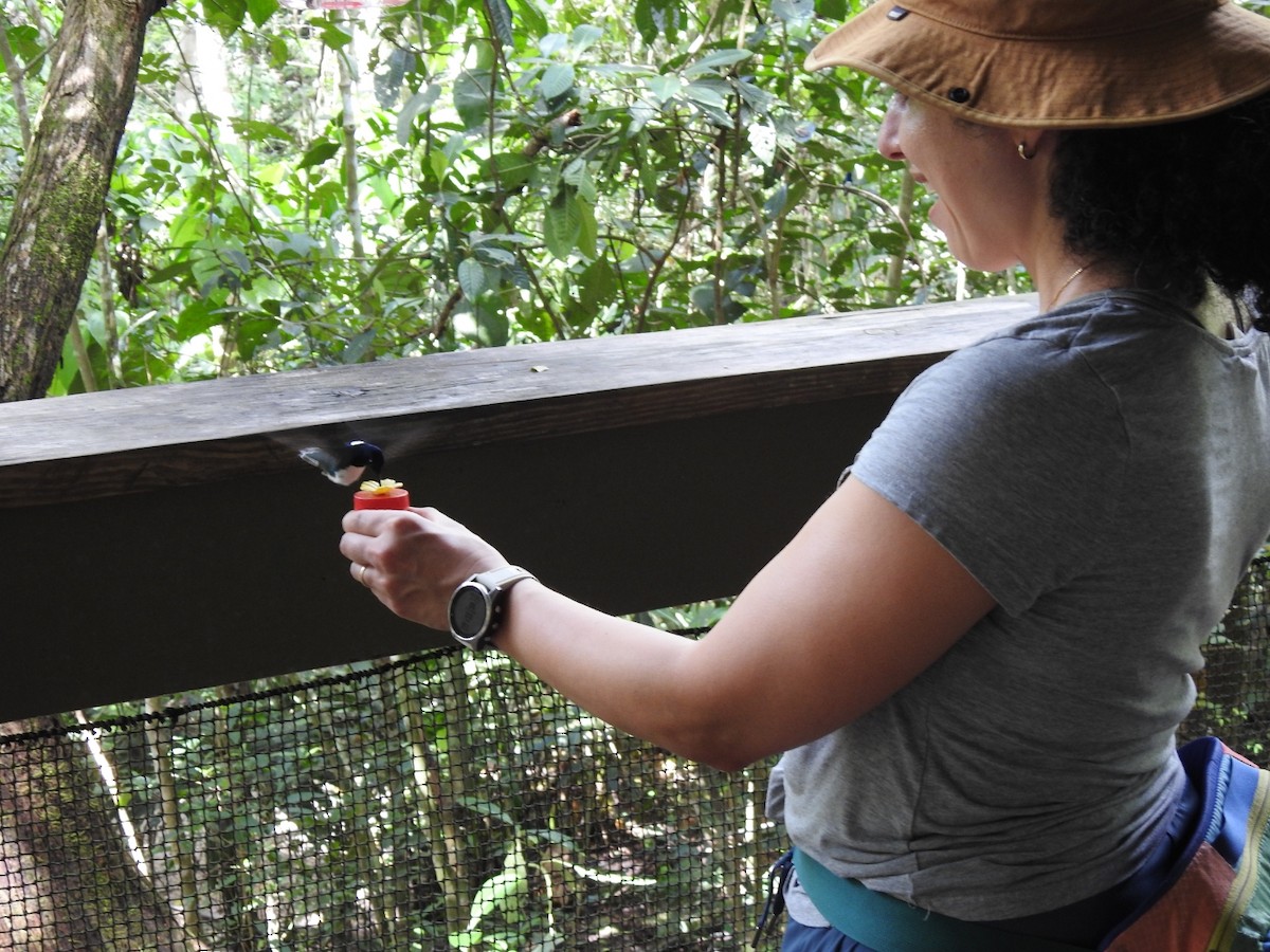 シロエリハチドリ - ML646028087