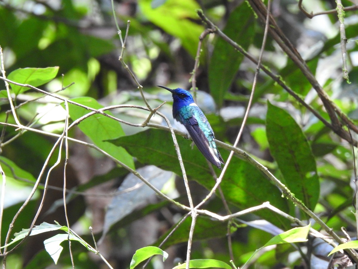 シロエリハチドリ - ML646028088