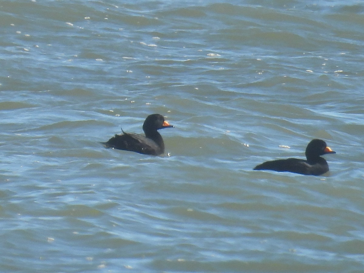 クロガモ - ML646028089