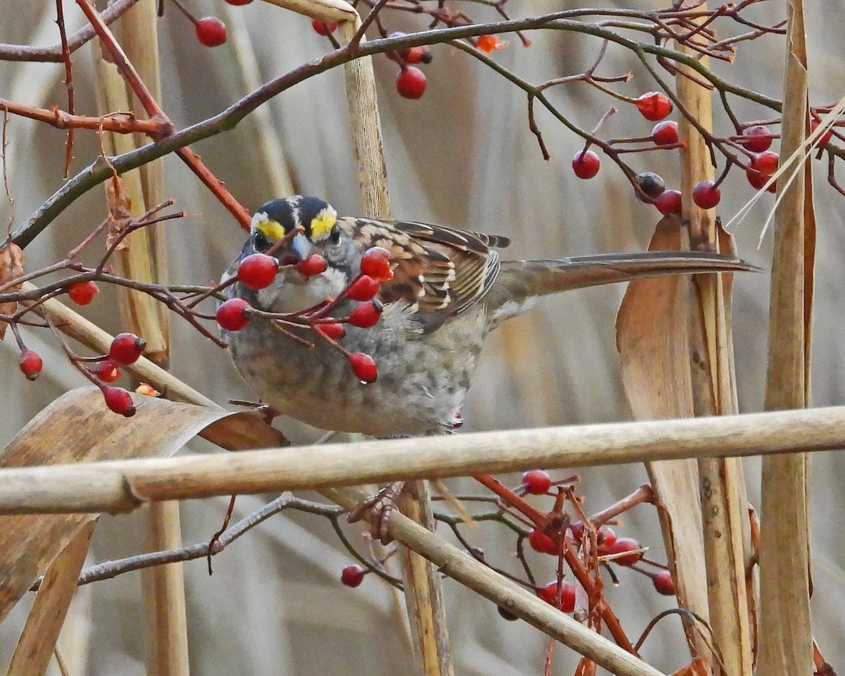 ノドジロシトド - ML646028090