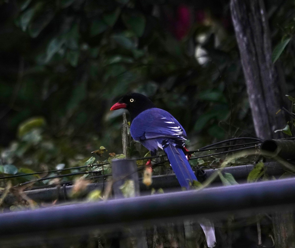 ヤマムスメ - ML646028091