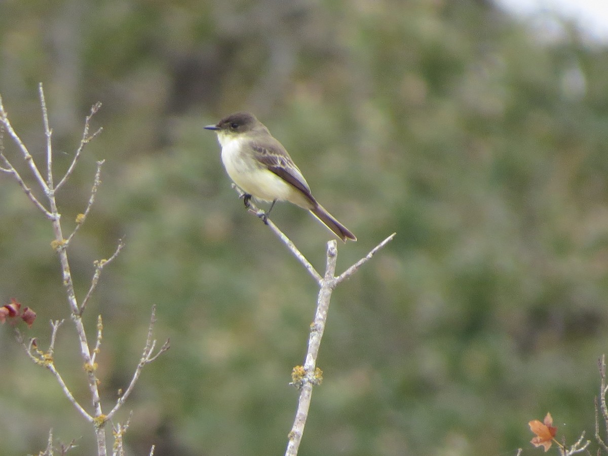 ツキヒメハエトリ - ML646028092