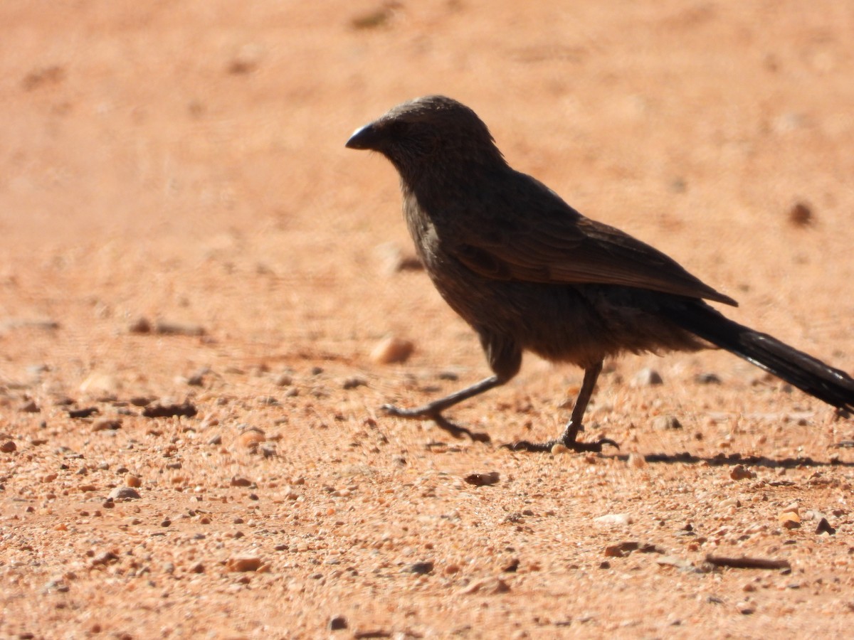 ハイイロツチスドリ - ML646028093