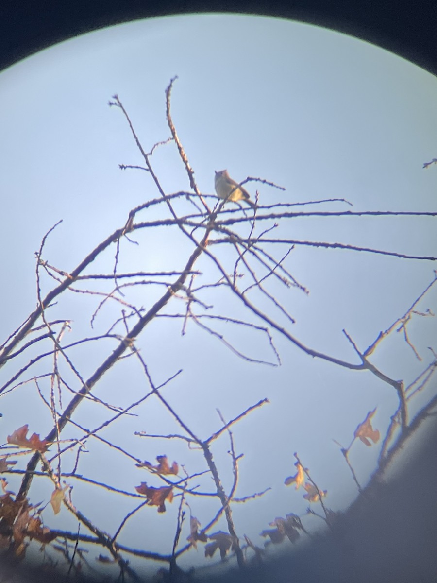 ハイエボシガラ - ML646028095