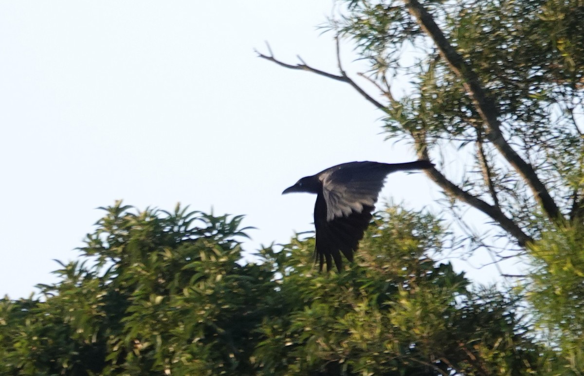 ハシブトガラス - ML646028097