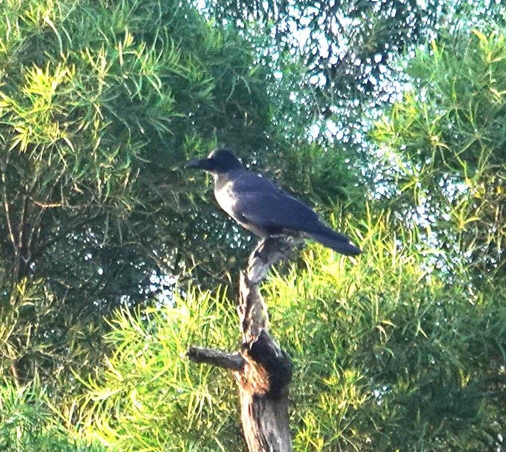 ハシブトガラス - ML646028098