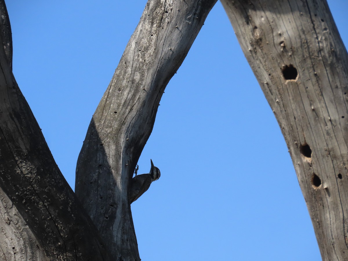 クロヒゲゲラ - ML646028099