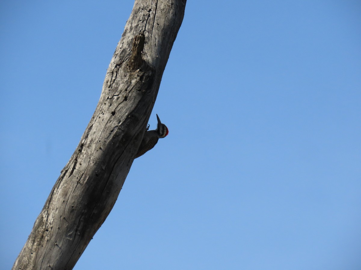 クロヒゲゲラ - ML646028100