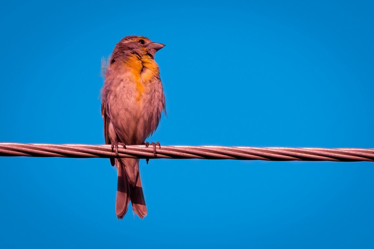 ムナグロノジコ - ML646028101