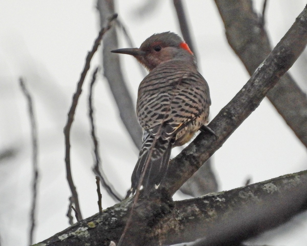 ハシボソキツツキ - ML646028102