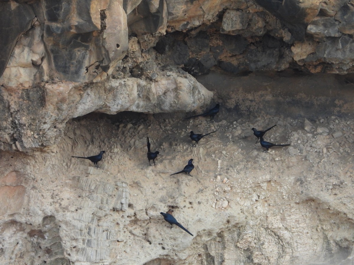 カンムリテリムク - ML646028103