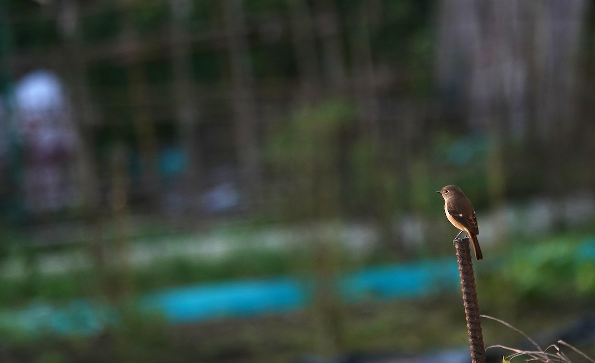 ジョウビタキ - ML646028106