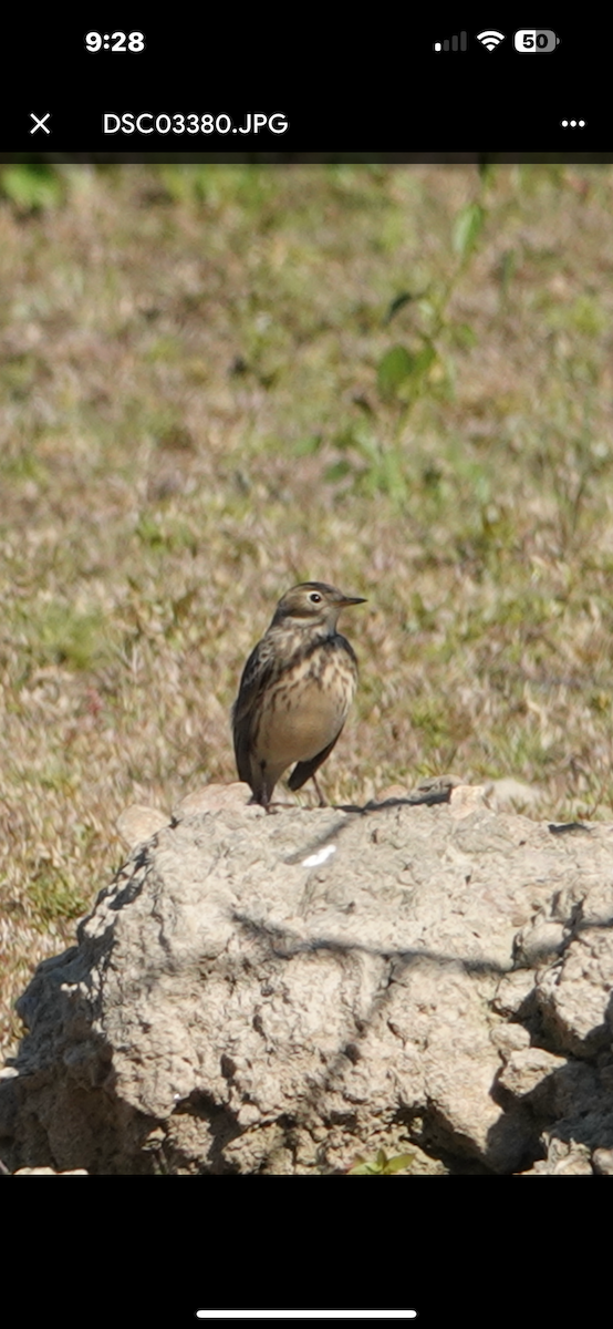 アメリカタヒバリ - ML646028108