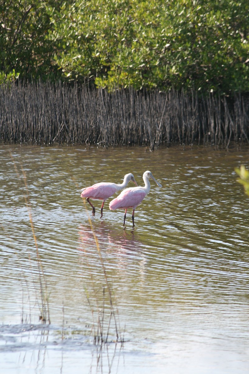 ベニヘラサギ - ML646028110