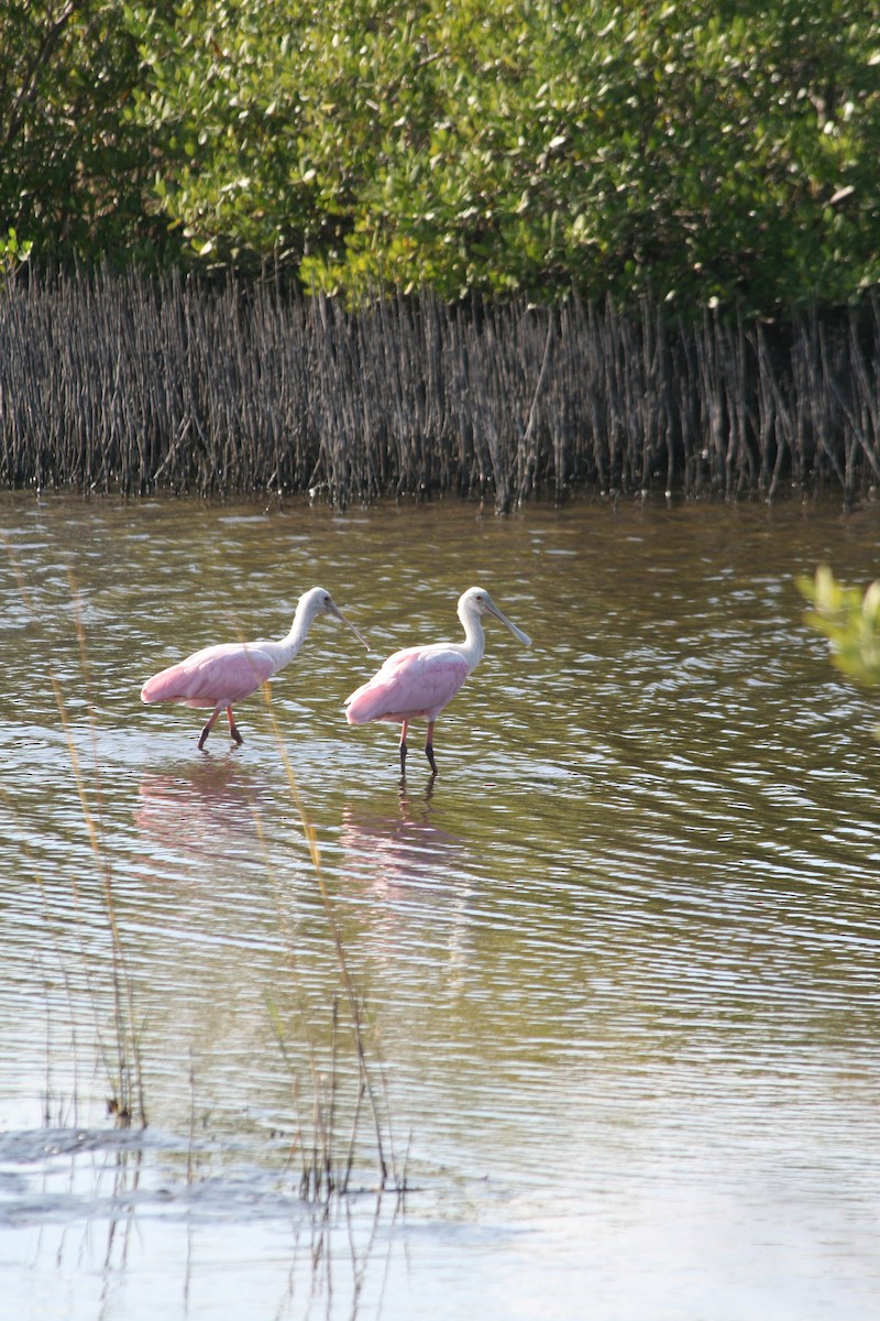 ベニヘラサギ - ML646028111