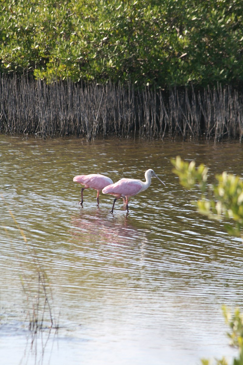 ベニヘラサギ - ML646028112