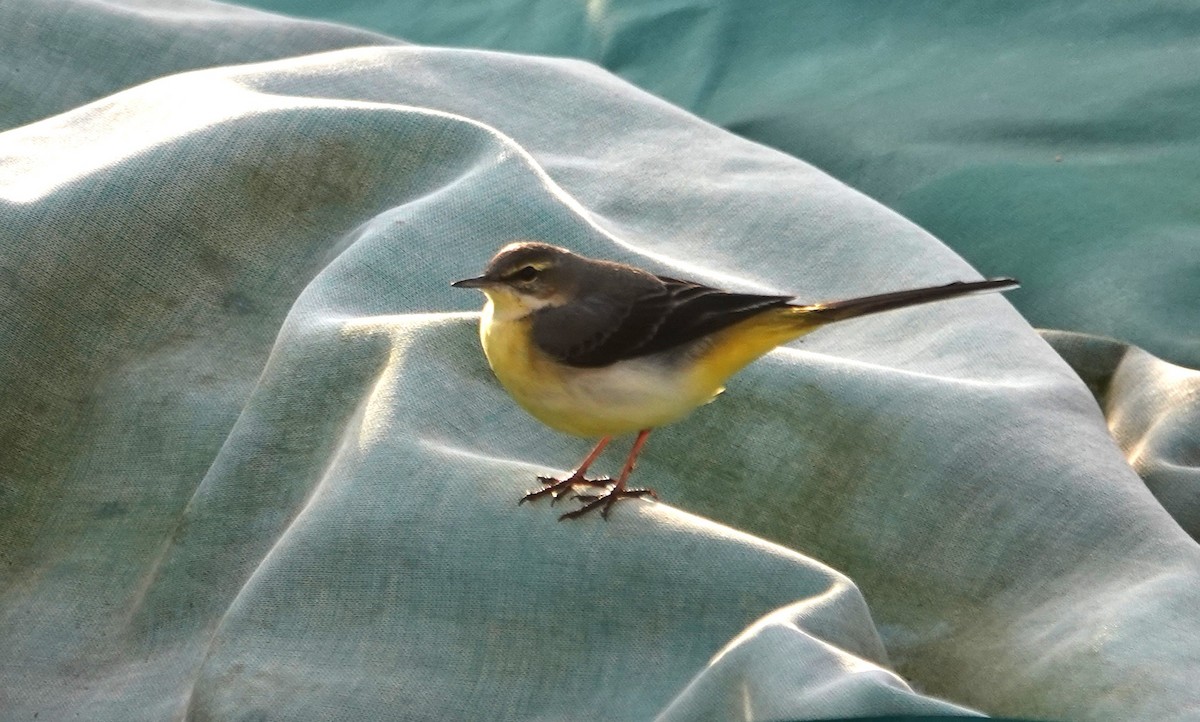 キセキレイ - ML646028114