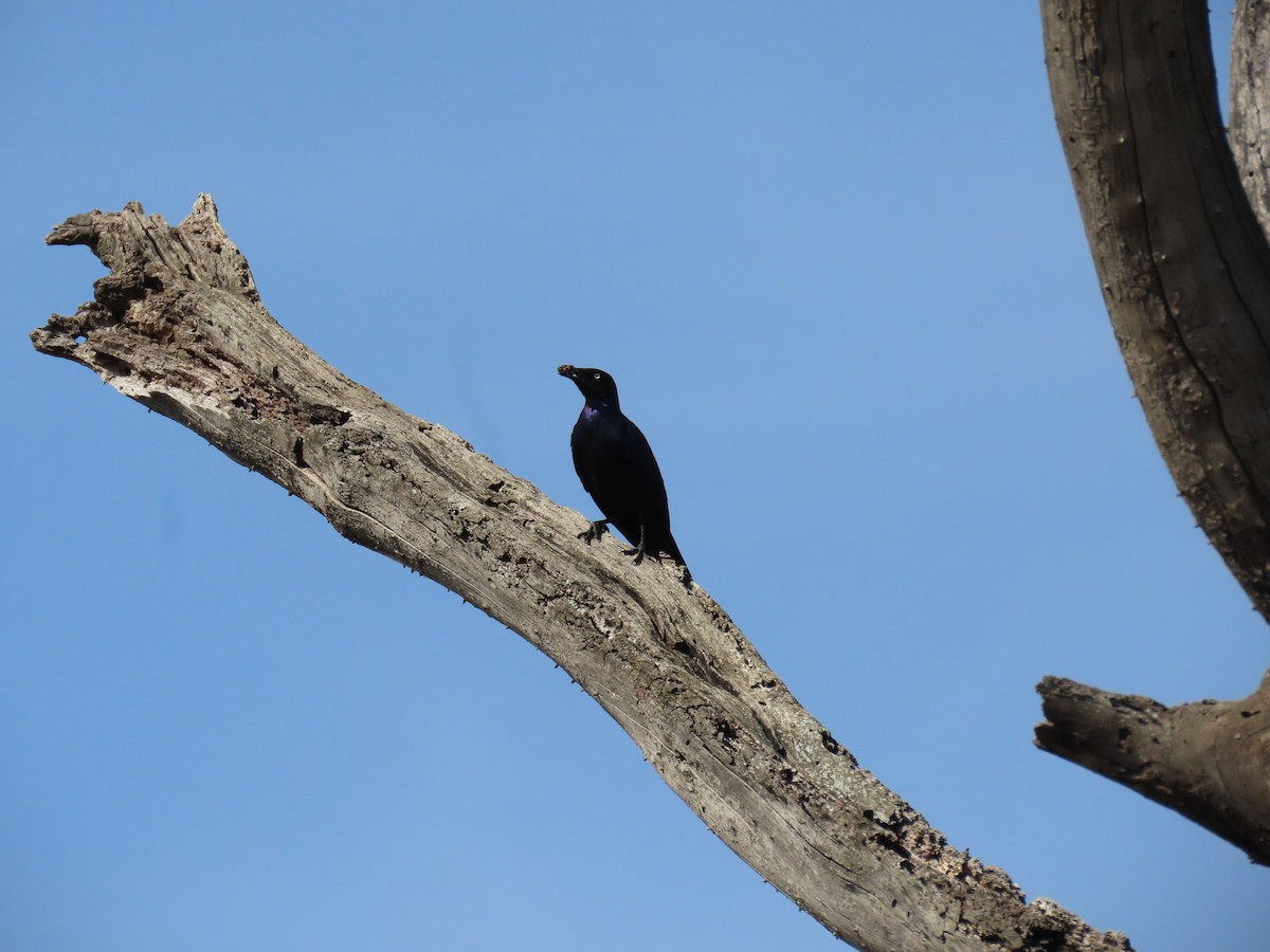 コオナガテリムク - ML646028115