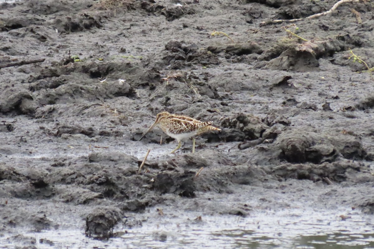 アメリカタシギ - ML646028117