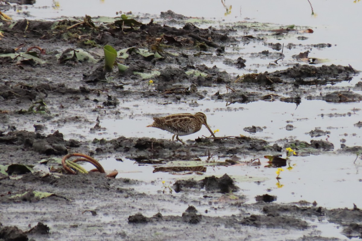 アメリカタシギ - ML646028118