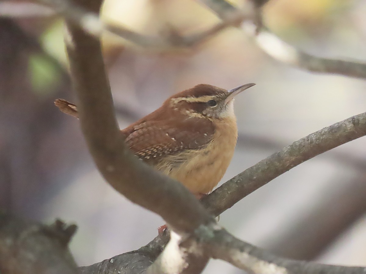 チャバラマユミソサザイ - ML646028120