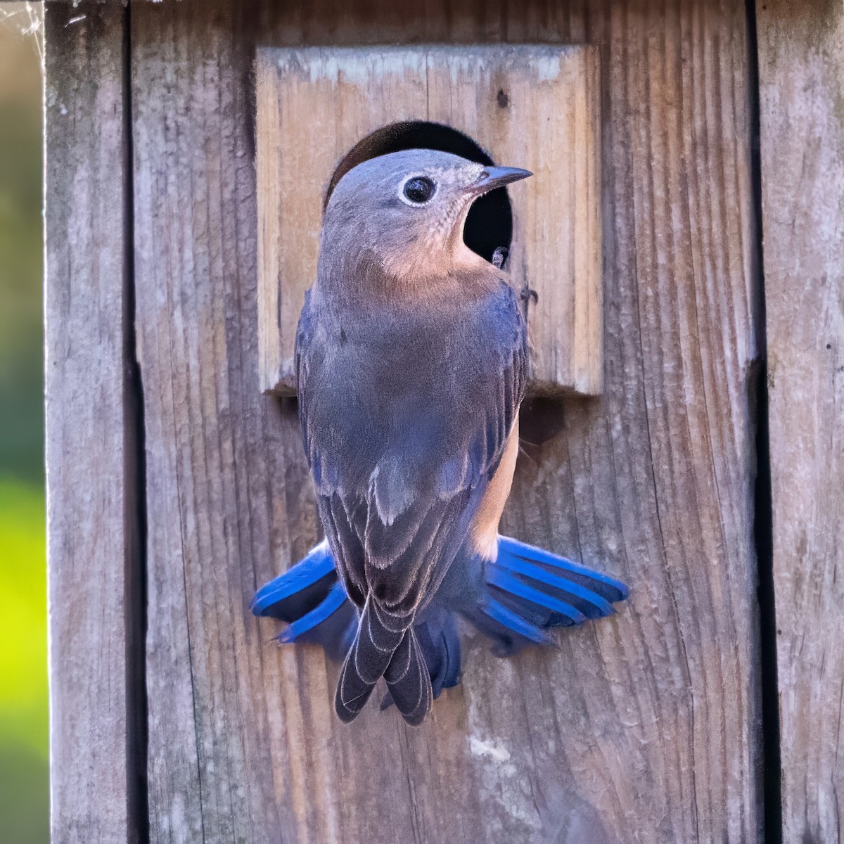 Eastern Bluebird - ML646028121