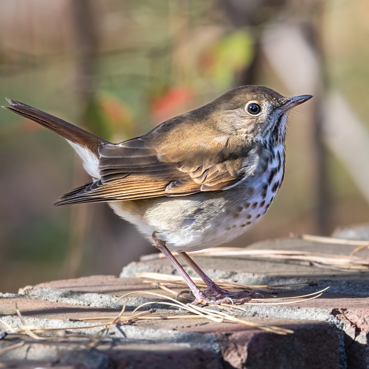 drozd rezavoocasý - ML646028132