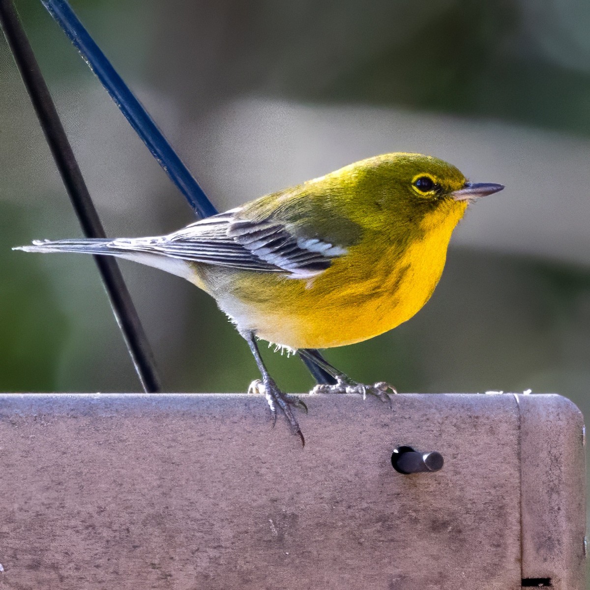 Kiefernwaldsänger - ML646028145