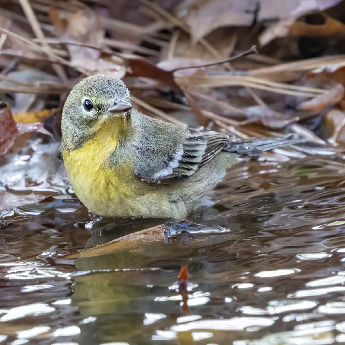 Kiefernwaldsänger - ML646028146