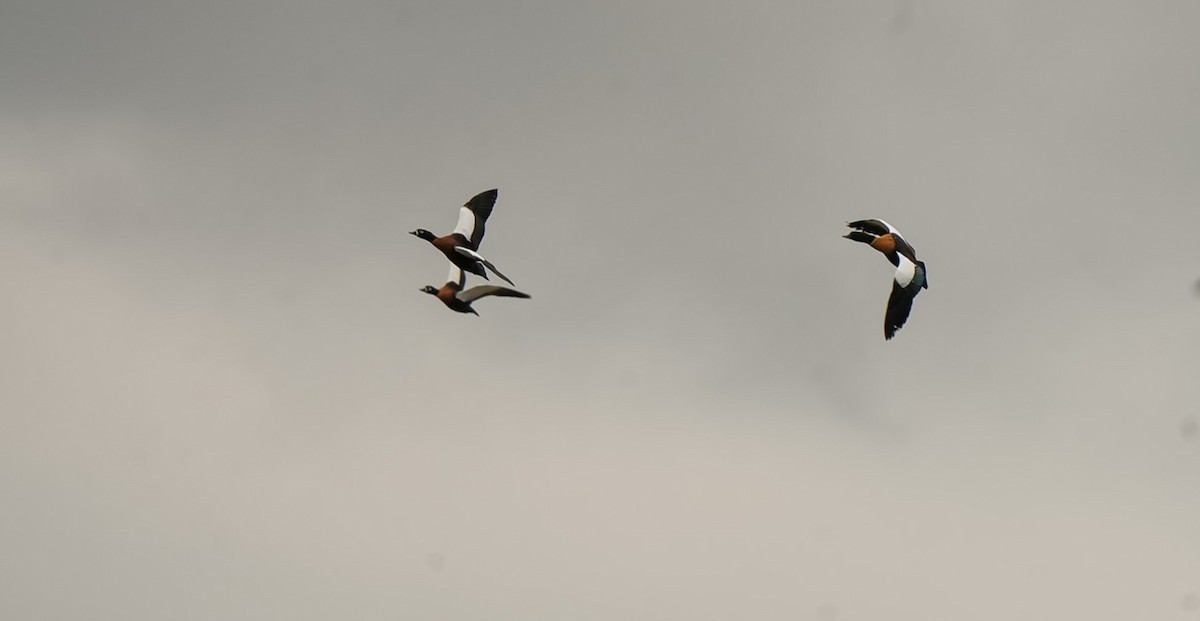 Casarca australiana - ML646028147