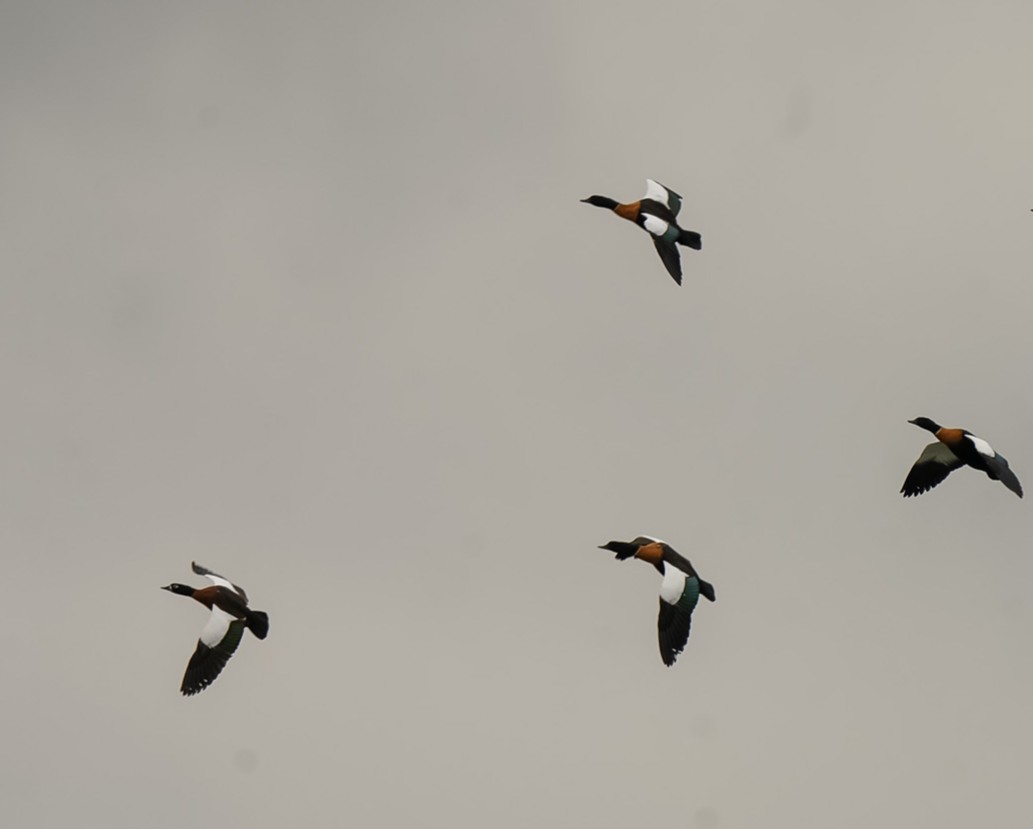 Casarca australiana - ML646028148