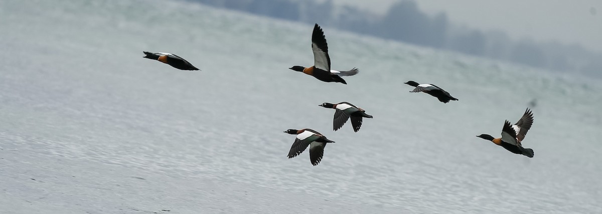 Casarca australiana - ML646028149