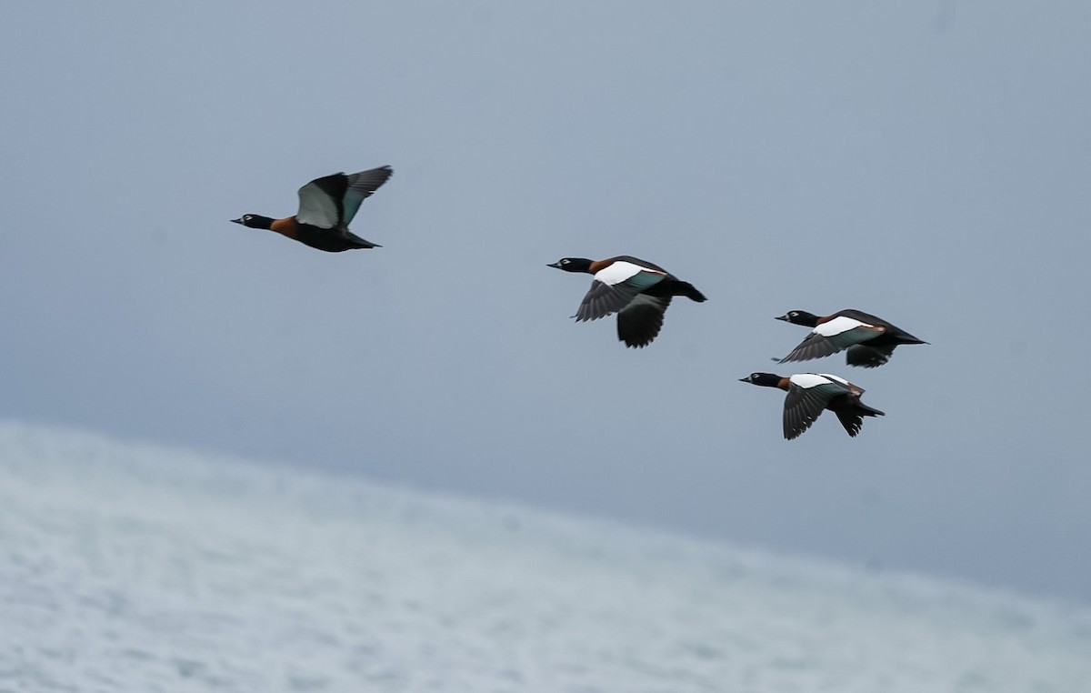 Casarca australiana - ML646028150