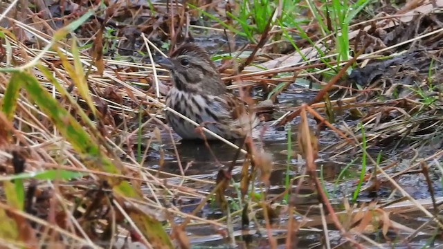 Song Sparrow - ML646028159