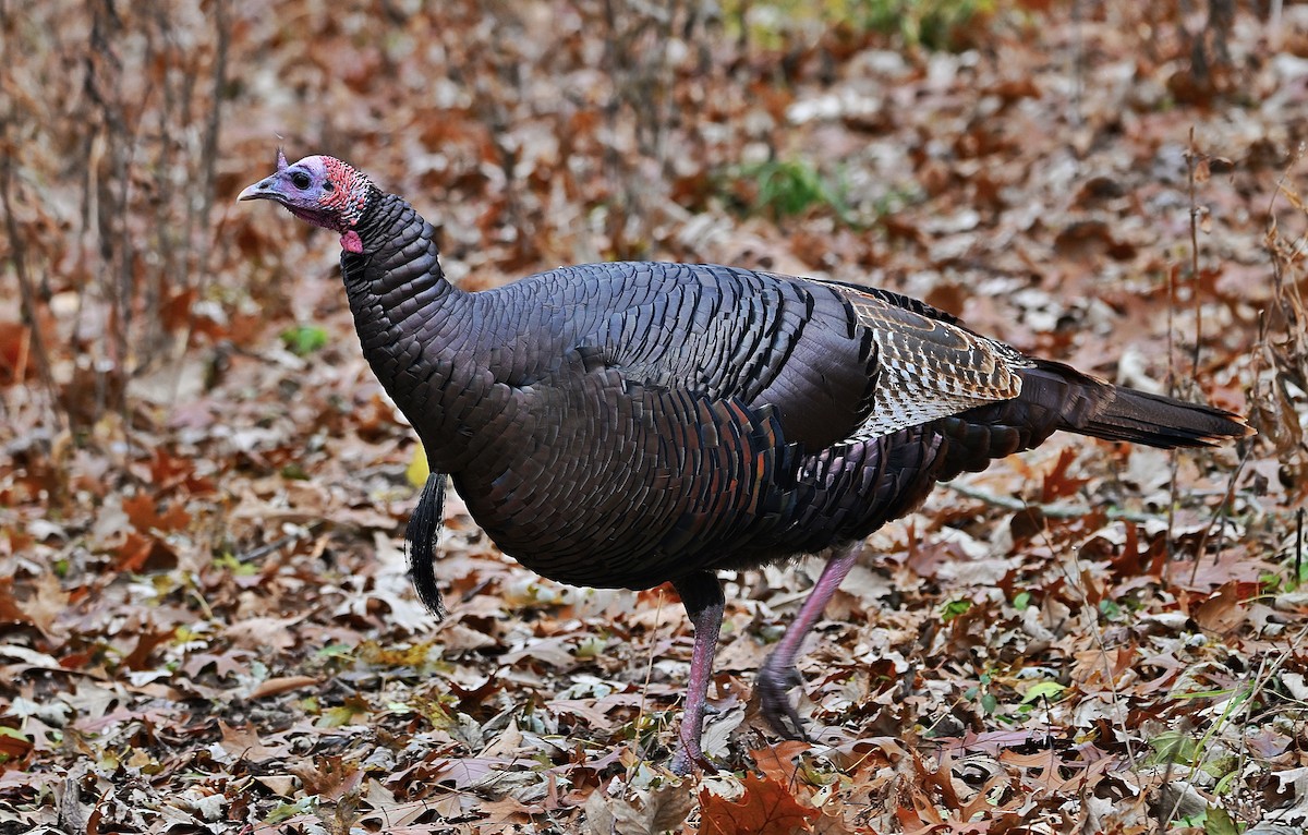 Wild Turkey - ML646028169