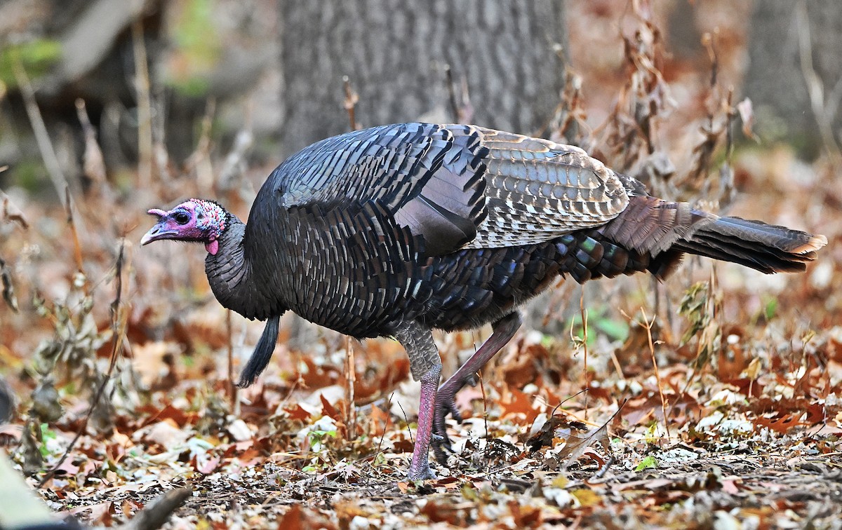 Wild Turkey - ML646028170