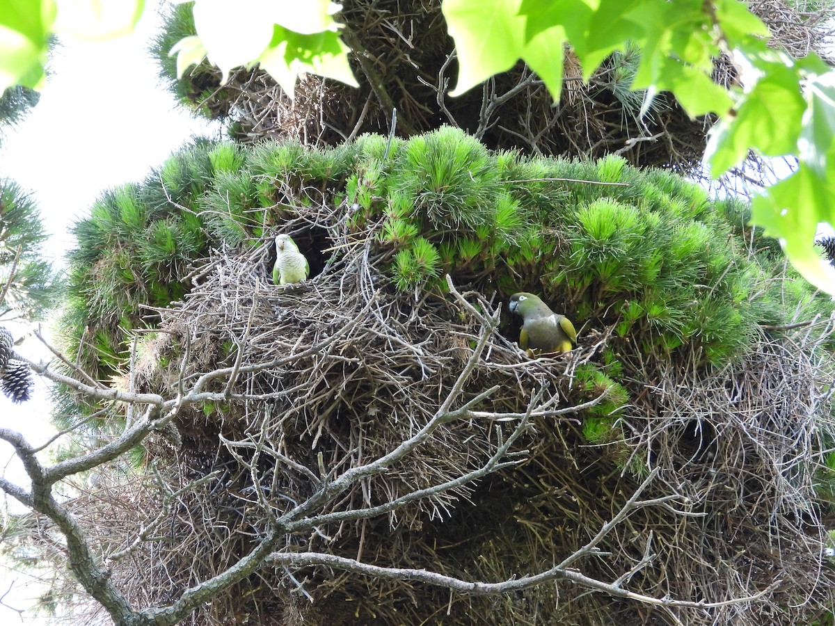 Burrowing Parakeet - ML646028176