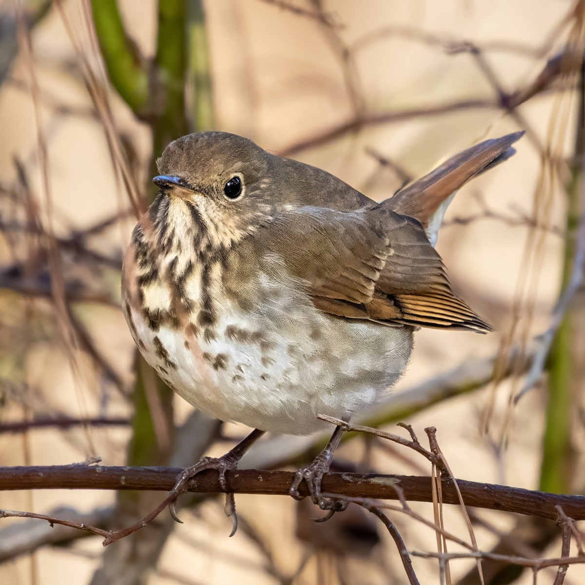 drozd rezavoocasý - ML646028179