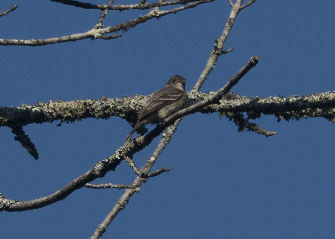 Eastern Wood-Pewee - ML646028185